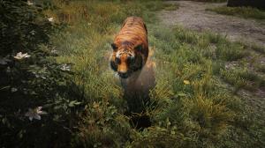 Far Cry 4 Tiger